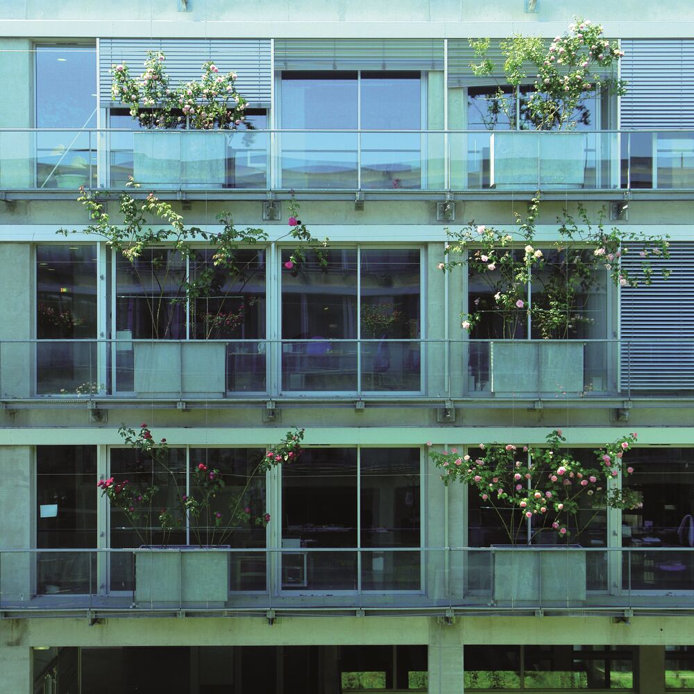 Principe de façade ornée de rosiers grimpants, 2013.