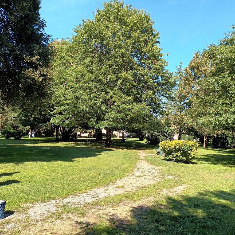 Quelques arbres du parc