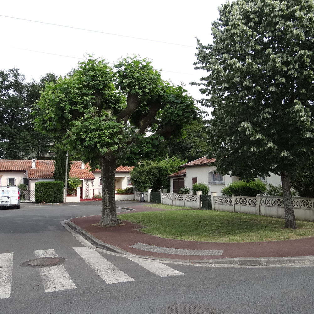 Platane et tilleul d'une des placettes arborées du lotissement en 2017.