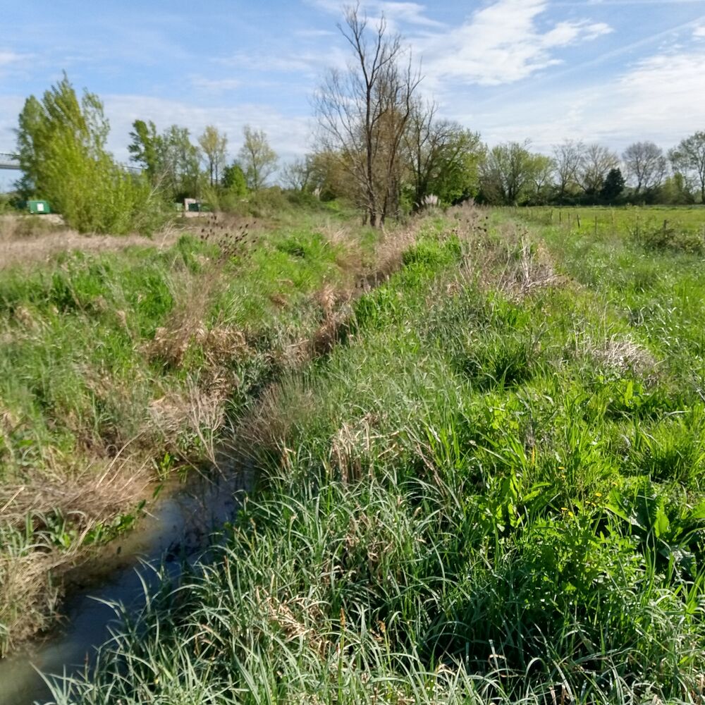 Photo de l'aval de la jalle de Massé