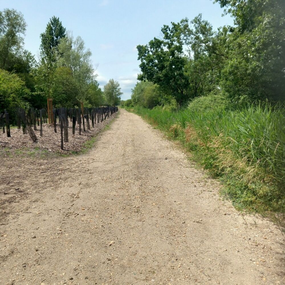 Plantations le long de la jalle d'Artiguemonge 2024