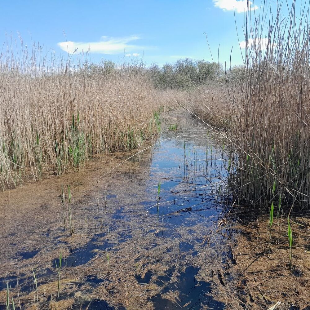Roselière en bord de jalle, 2022