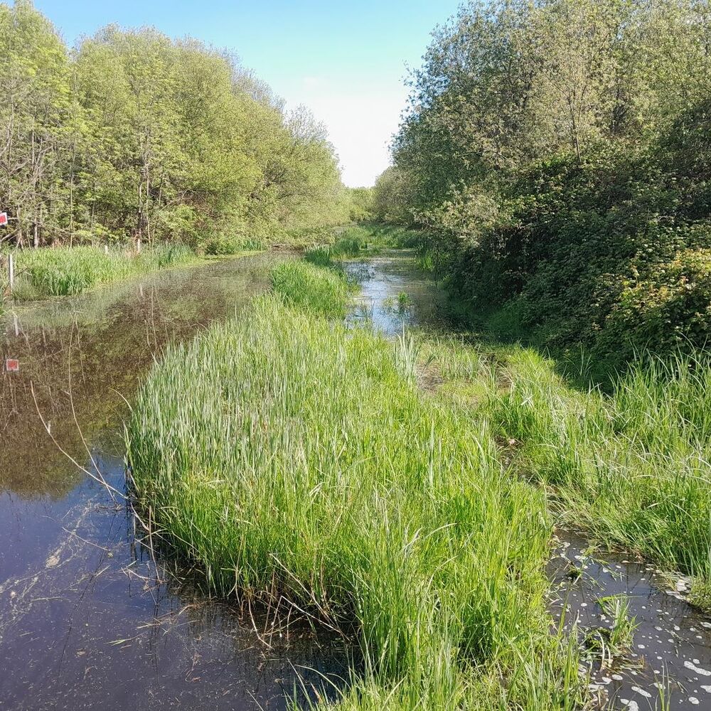 Amont de la jalle de la Gragnodière, 2022