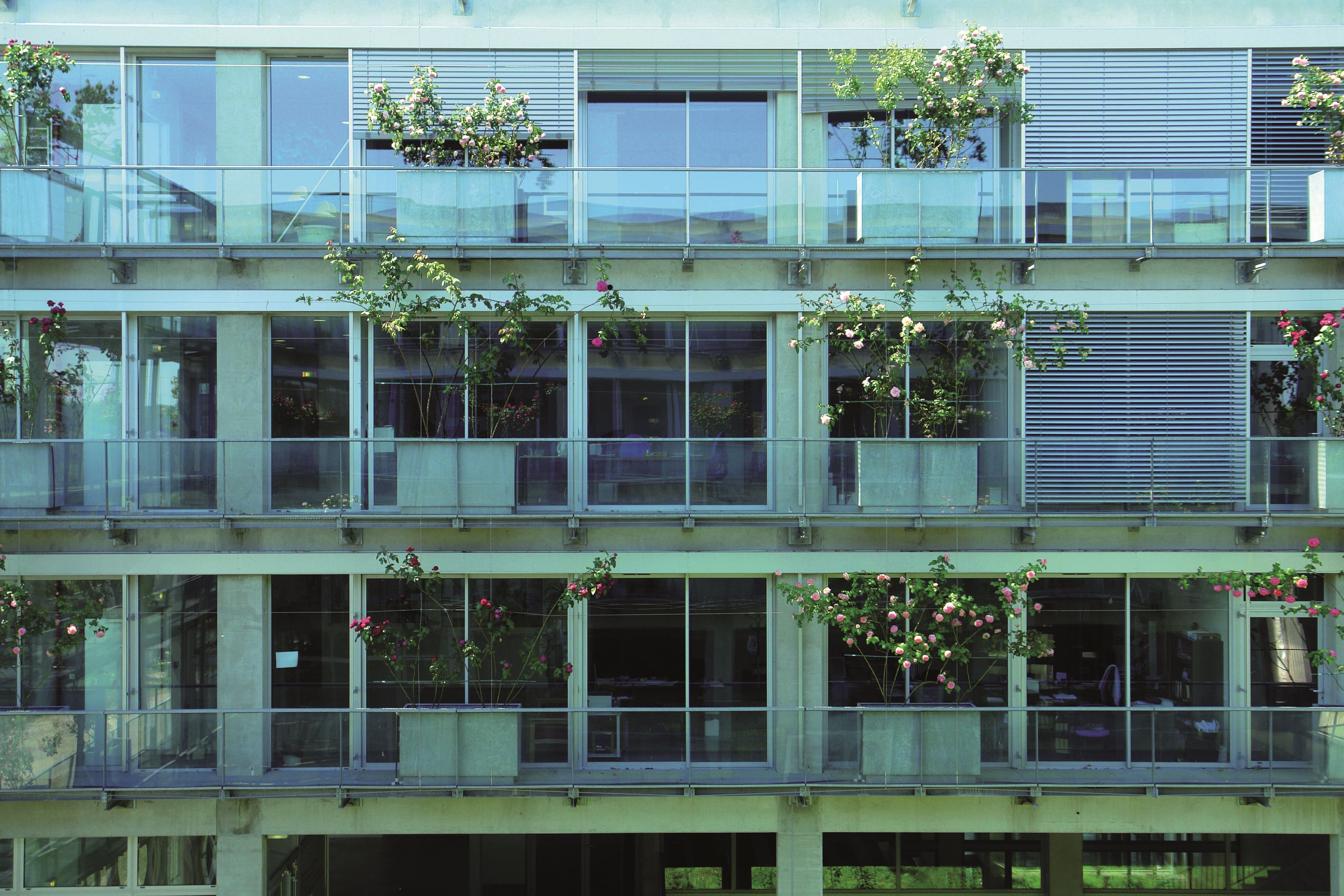 Principe de façade ornée de rosiers grimpants, 2013.