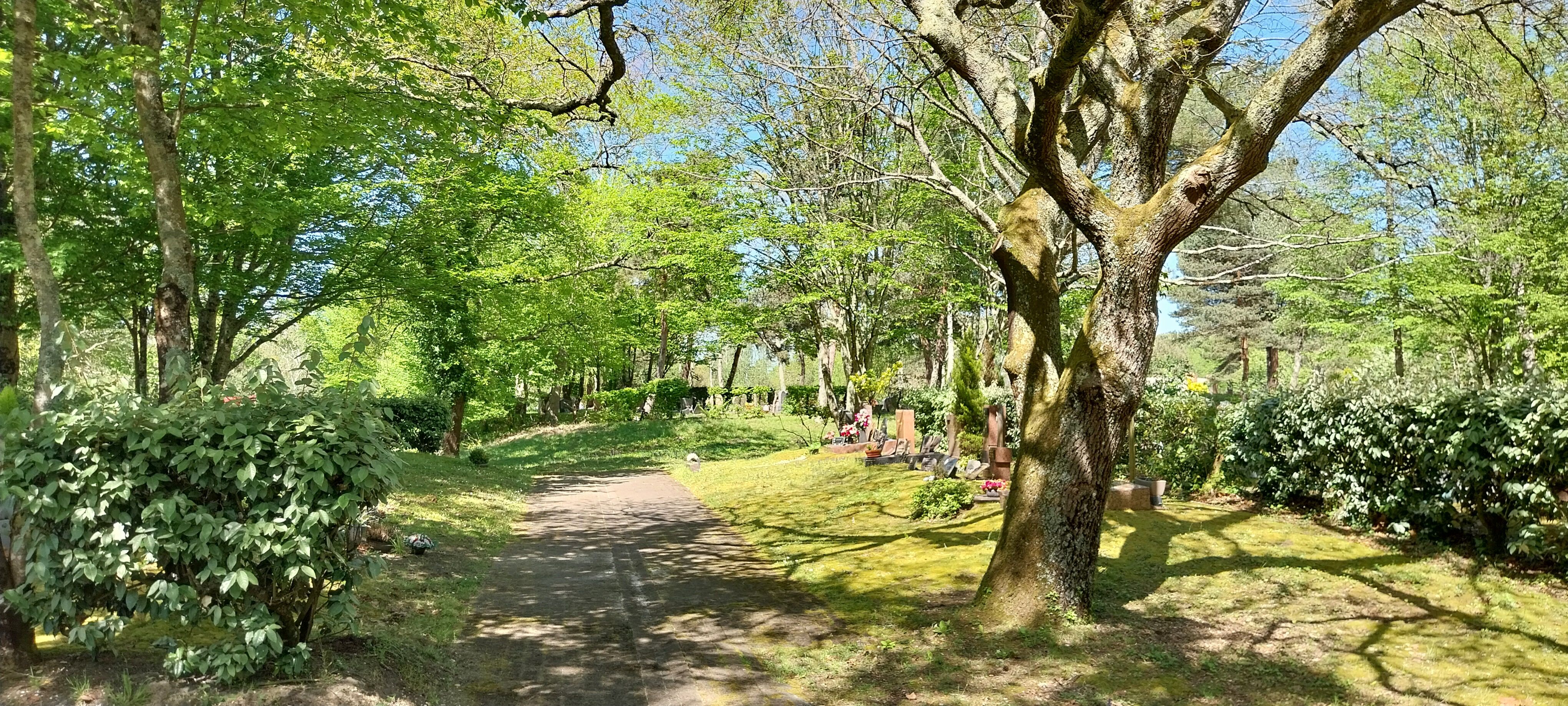 Allée du parc cimetière