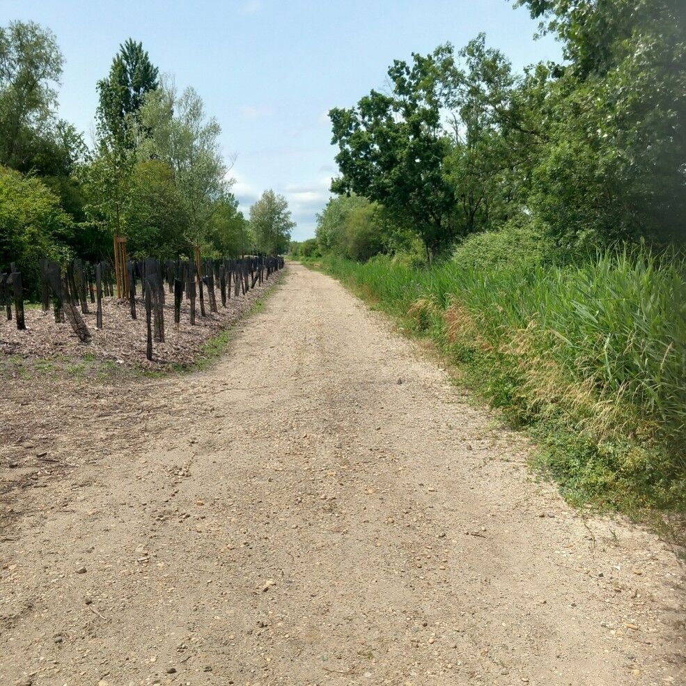 Plantations le long de la jalle d'Artiguemonge 2024