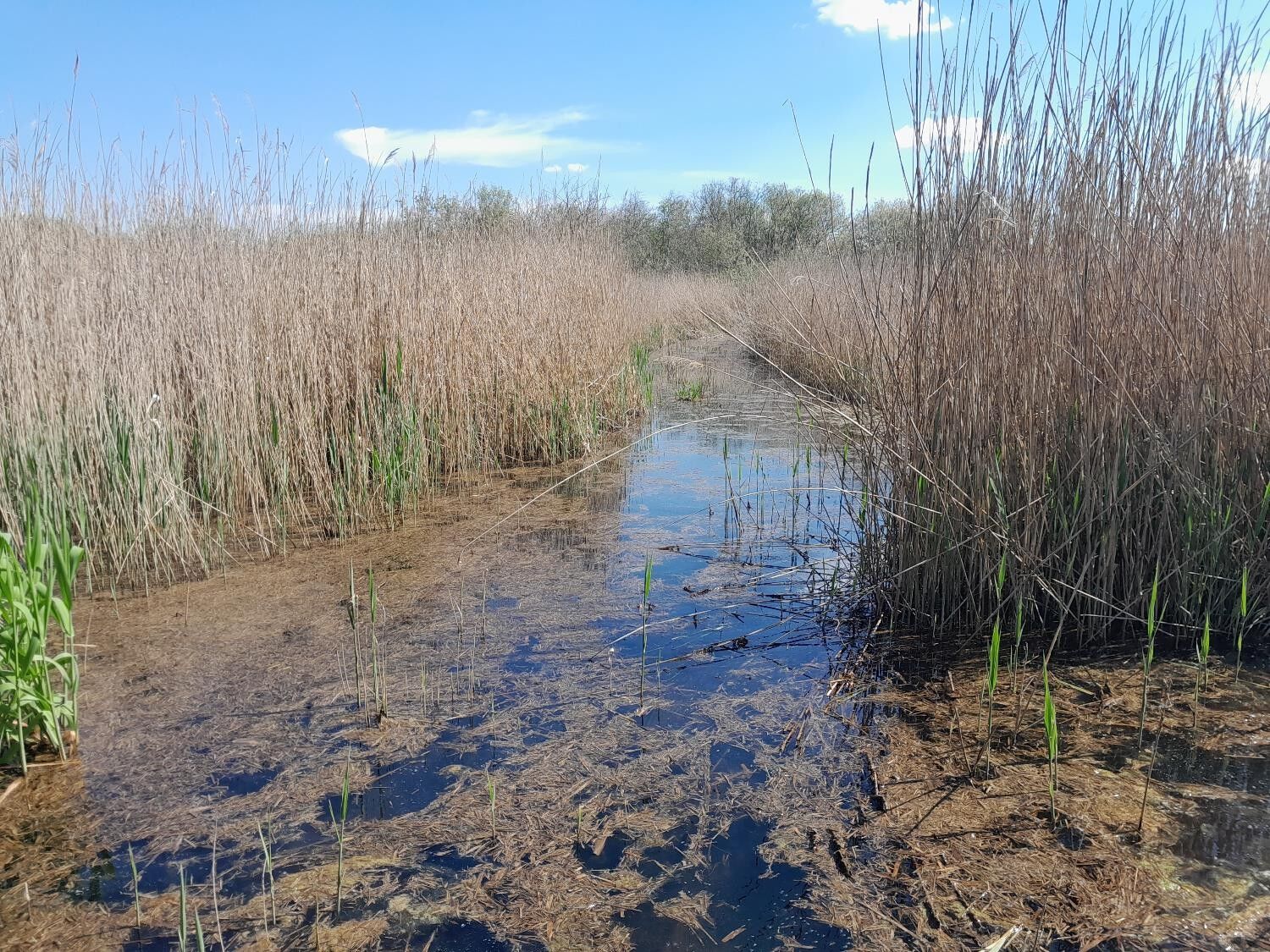 Roselière en bord de jalle, 2022