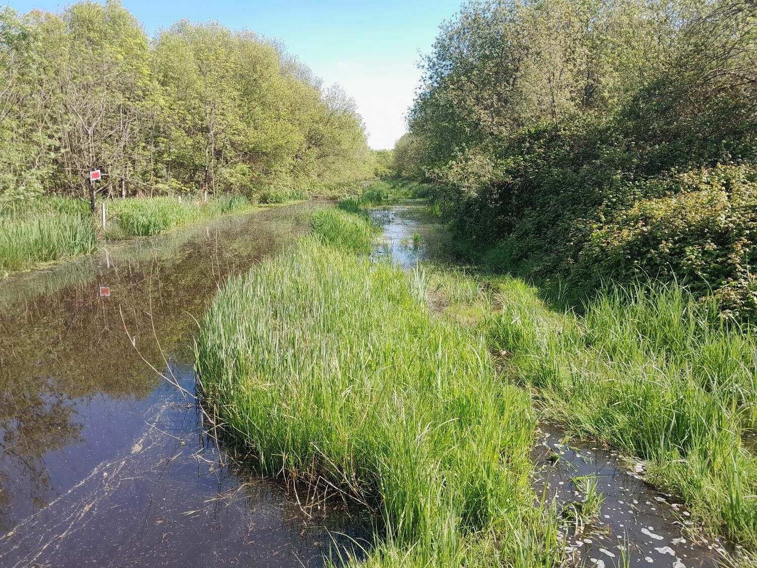 Amont de la jalle de la Gragnodière, 2022